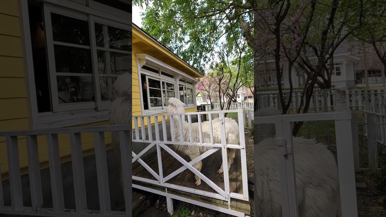 「大衛小小羊餐廳」的可愛羊駝 (The cute alpaca at David& Alpaca restaurant) - 陽明山美軍宿舍群