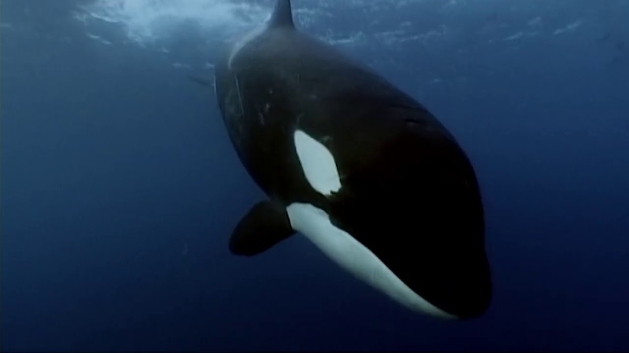 Orcas eating a minke whale