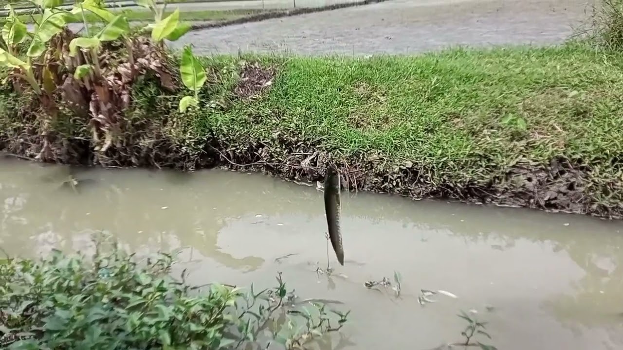 KURANG BERUNTUNG KALA MANCING DI SELOKAN SAWAH