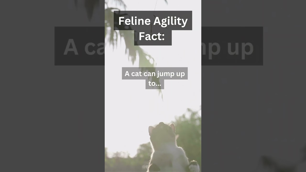🐾🚀 High-Flying Cat Alert! Can They Really Jump 5x Their Height? #CatLeap #FunFelineFacts