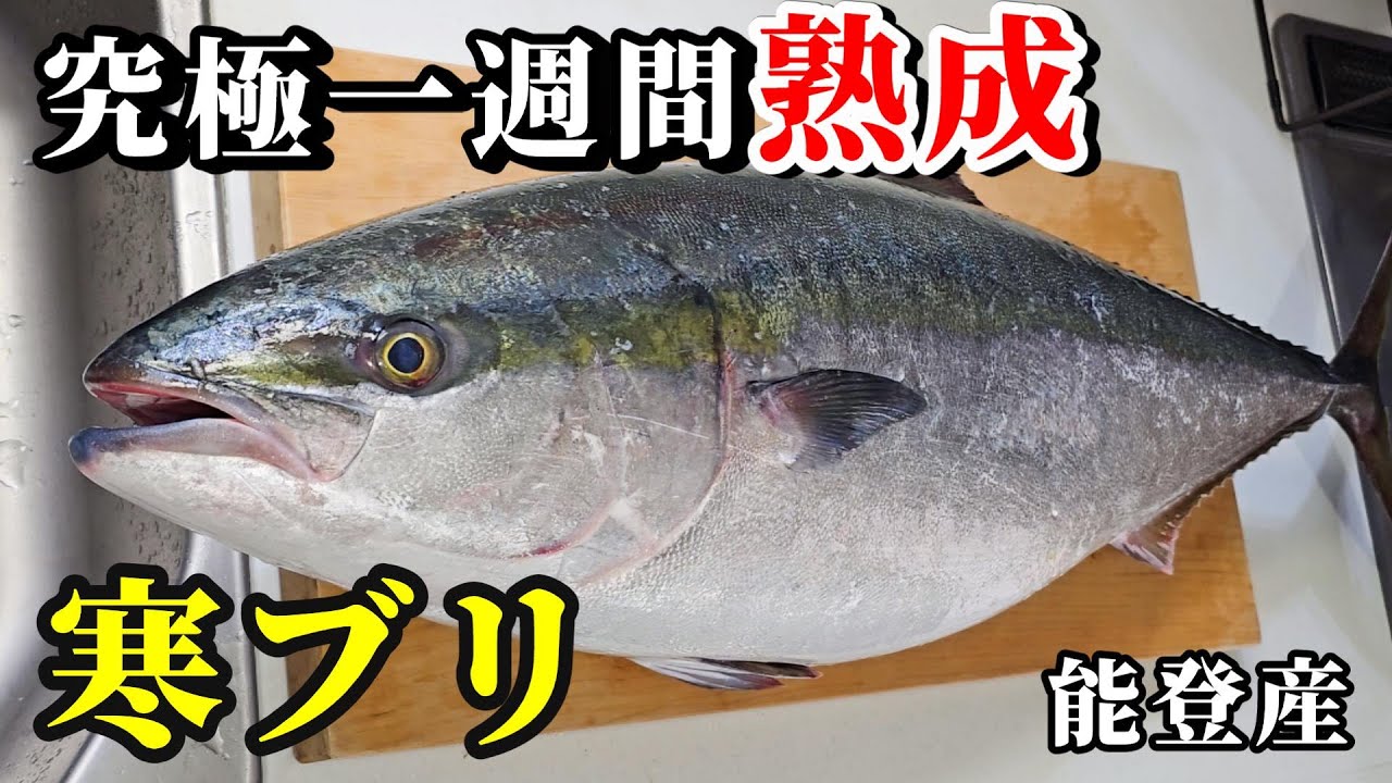 一般家庭で寒ブリ１本１週間熟成させて捌いてみた！刺身もブリしゃぶも美味すぎる