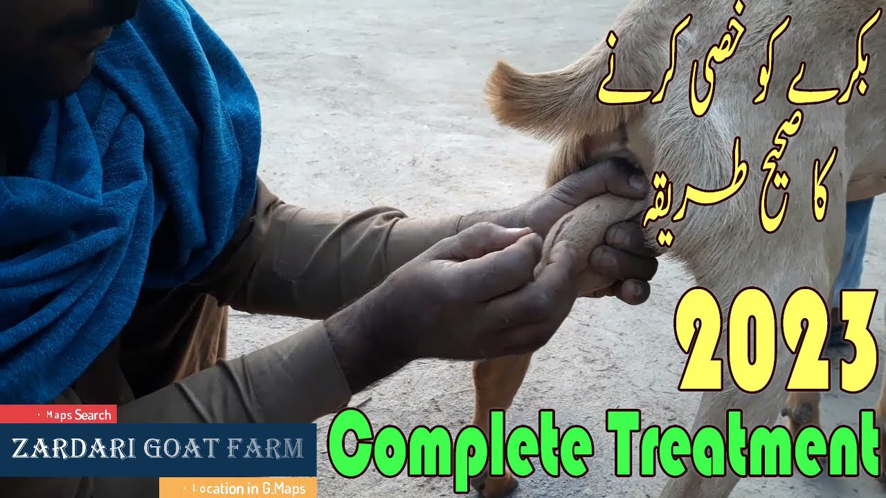 khassi bakra | khassi karane Ka Tarika | How to castrate a goat | Zardari Goat Farm