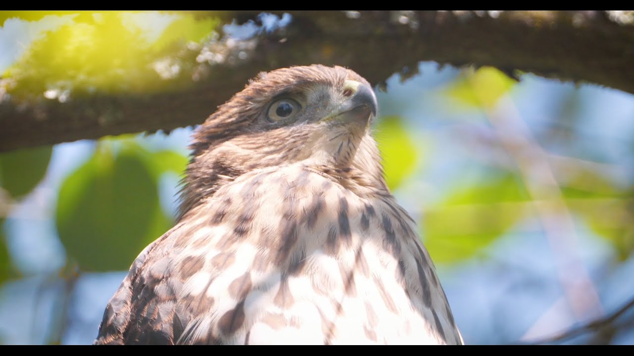 CityStream: Cooper’s hawks move from the country to the city
