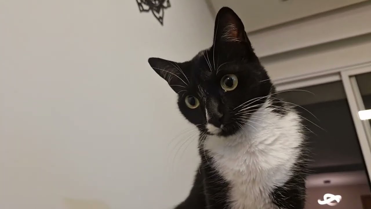 Mundo animal  está ao vivo! Gatinha Fofinha