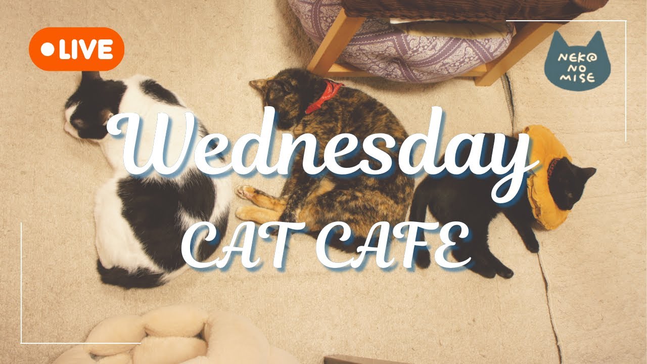 【ライブカメラ】猫カフェの閉店後をこっそり見守るライブ配信☕Relaxing Music & Cats｜2026.1.28