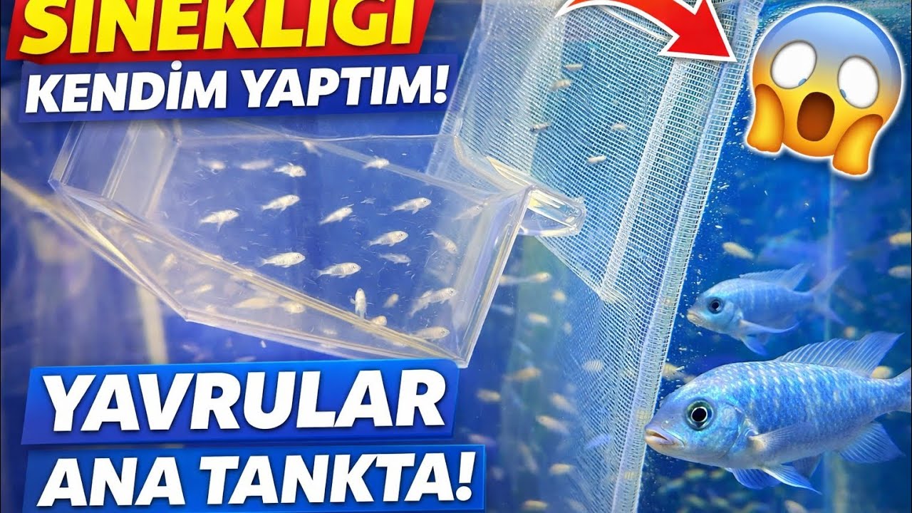 “El Yapımı Sineklikle Akvaryum Ayırma! Yapım Aşaması + Yunus Yavruları Ana Tankta 🐟” #tepeliyunus 