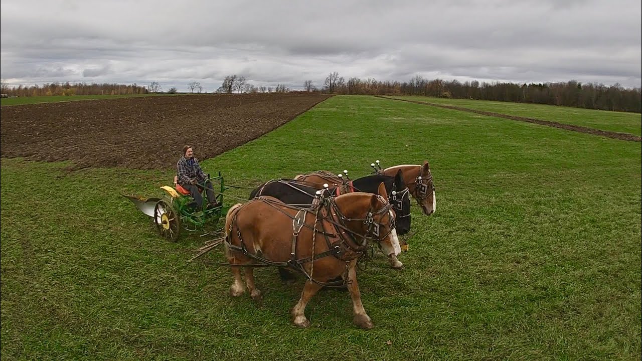 Fall Plowing With Draft Horses