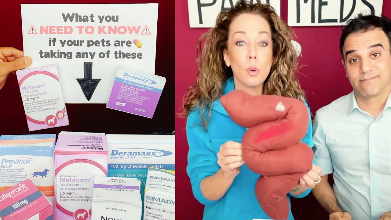 What everyone should know before giving NSAIDs (pain meds) to their pets!