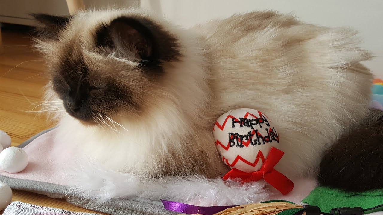 Linas fünfter Geburtstag