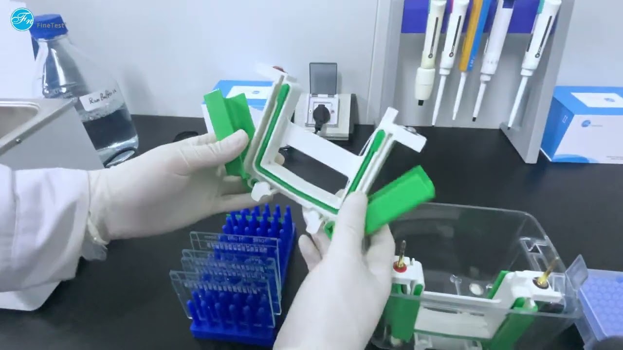 Western Blot Step by Step