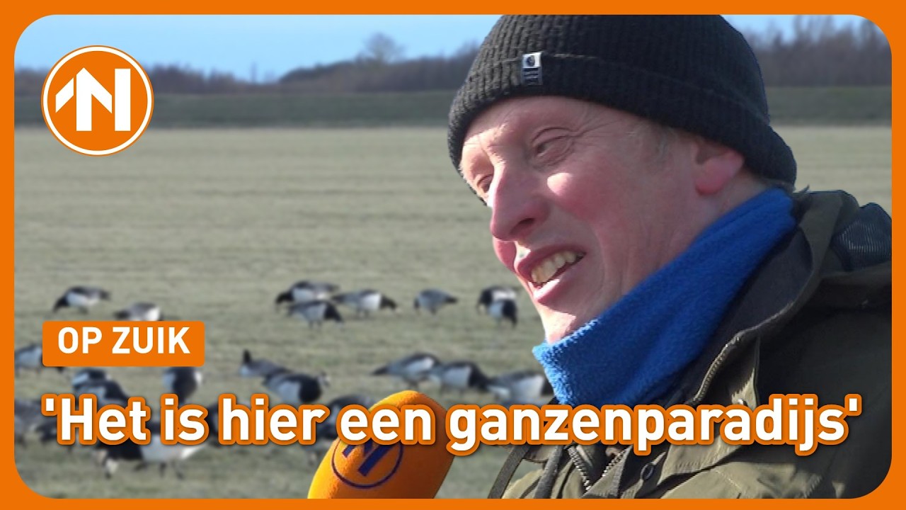Op zuik naar brandganzen op Schier: 'Dit is de tijd om ze te zien'