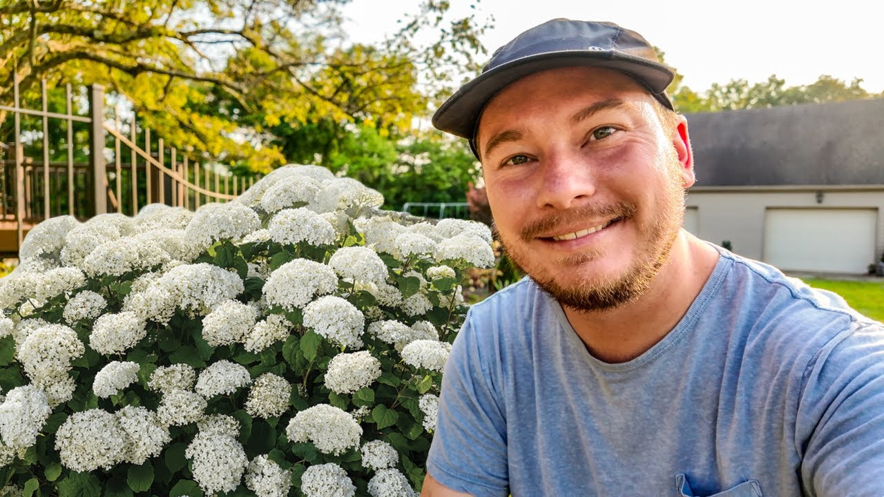A FlowerFull Hydrangea Hedge & Climbing Rose Wall Update | The Southerner's Northern Garden