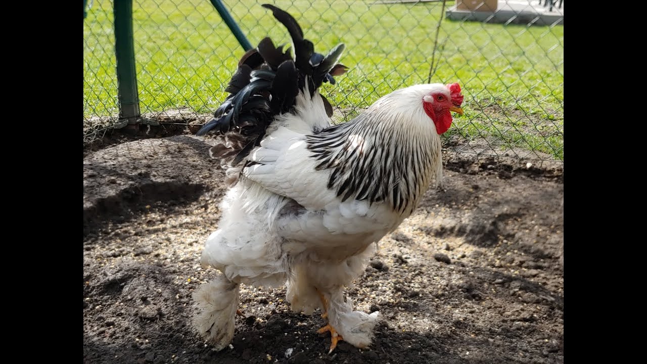 Mamy koguta! Generał Brahma od Agro Kuby Mazowsze, Jak zareagują kury? 🐓 #Kogut Przyjechał z Kurpi!