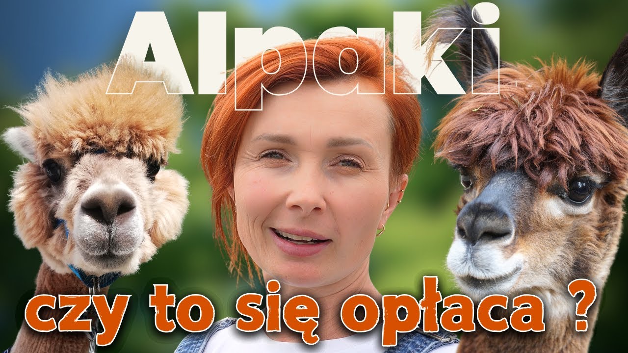 Dlaczego wszyscy kochają alpaki ?