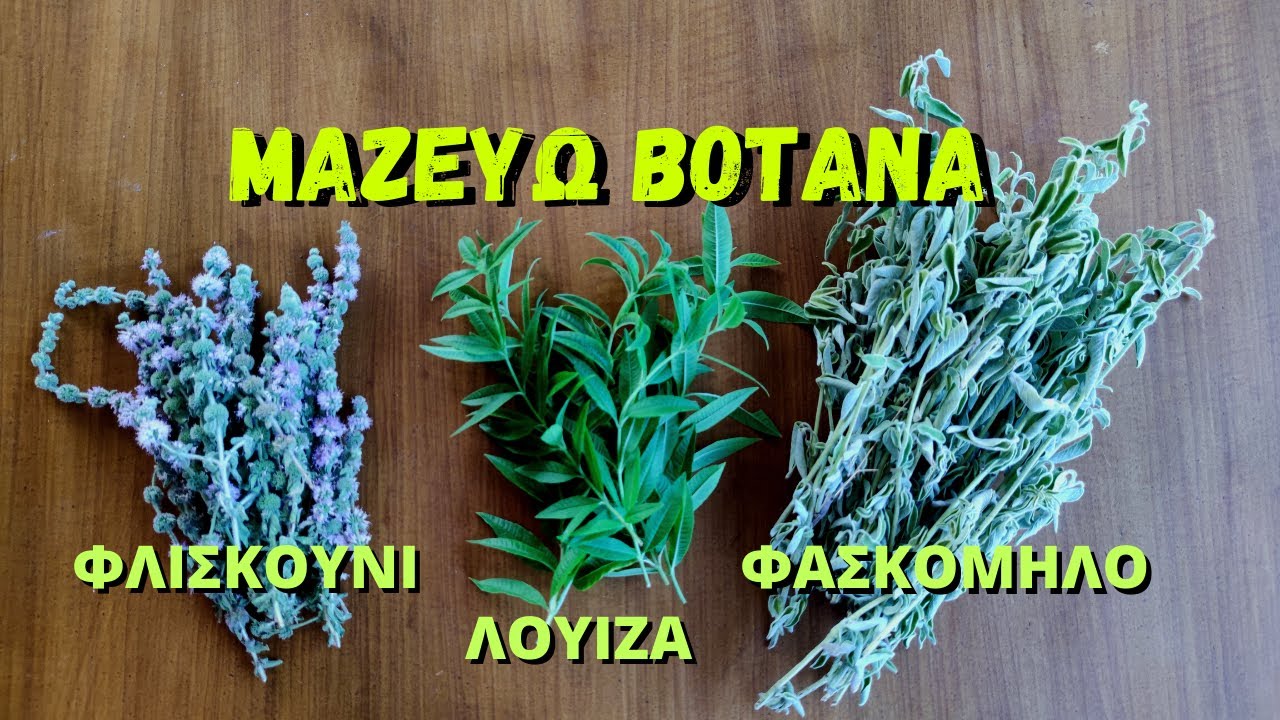 ΠΩΣ ΜΑΖΕΥΩ ΒΟΤΑΝΑ ΦΑΣΚΟΜΗΛΟ-  ΦΛΙΣΚΟΥΝΙ - ΛΟΥΙΖΑ