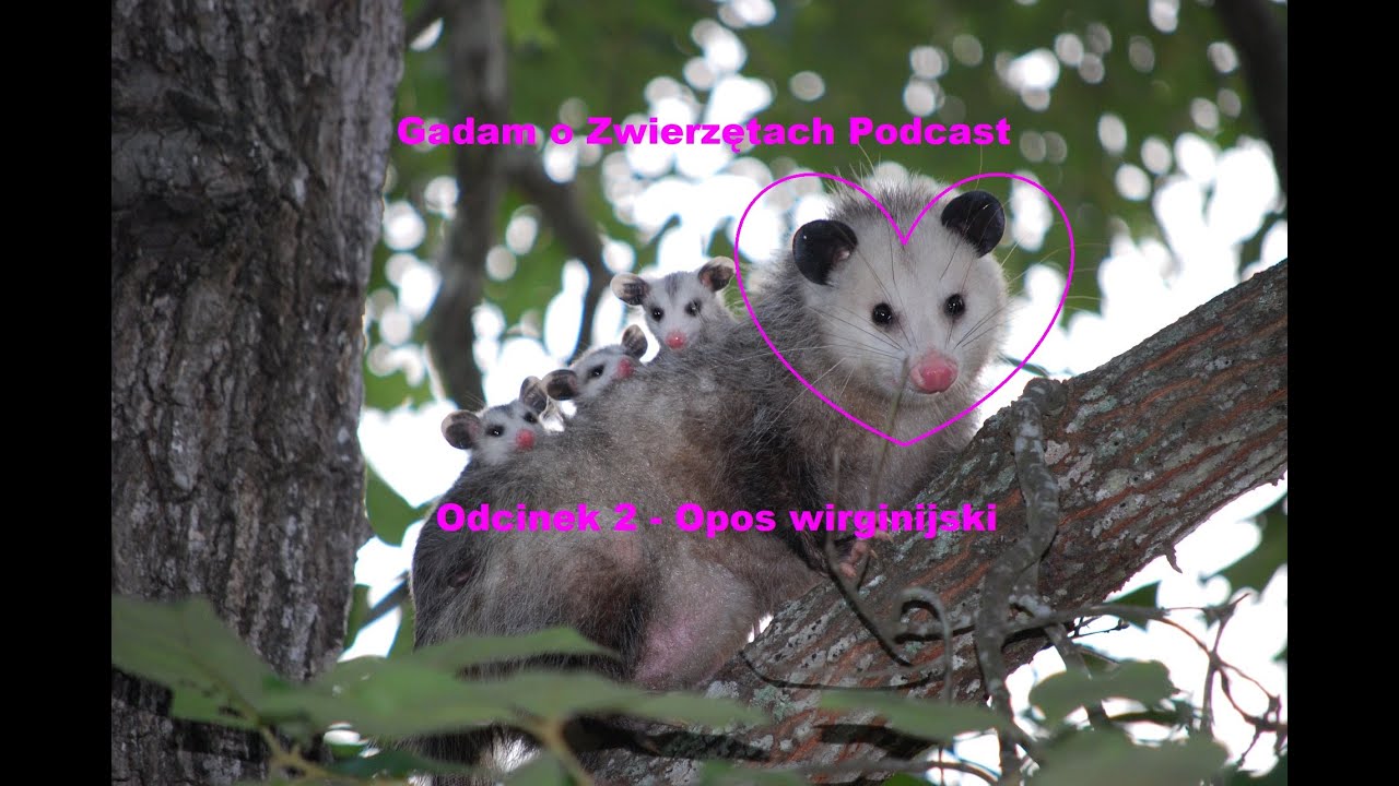 Gadam o Zwierzętach Podcast - Odcinek 2 - Opos wirginijski