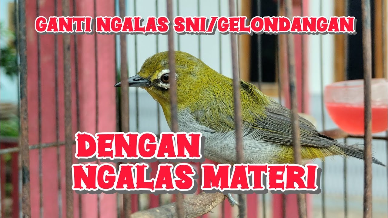 putar ini langsung ngalas materi