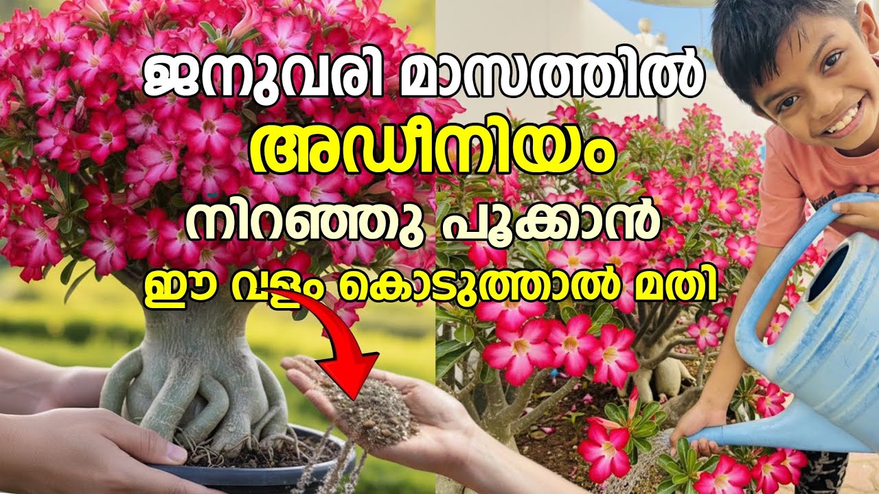 ജനുവരി മാസം ഈ ഒരു വളം കൊടുത്താൽ അഡീനിയം പൂക്കൾ നിറയാനും ചെടി നന്നായി വലിപ്പം വെക്കാനും ഇത് മതി