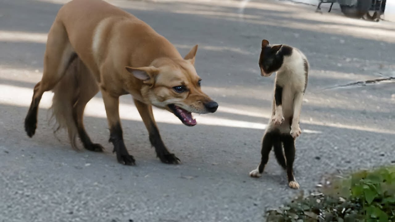 Gatos Que Zoam Completamente os Cachorros