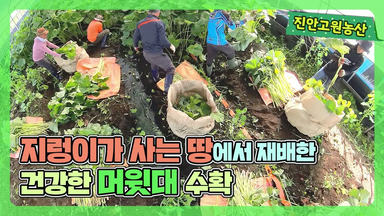지렁이가 살아있는 땅에서 재배한 진안고원농산 무농약 머위대#머위대#머위#친환경머위#머위즙
