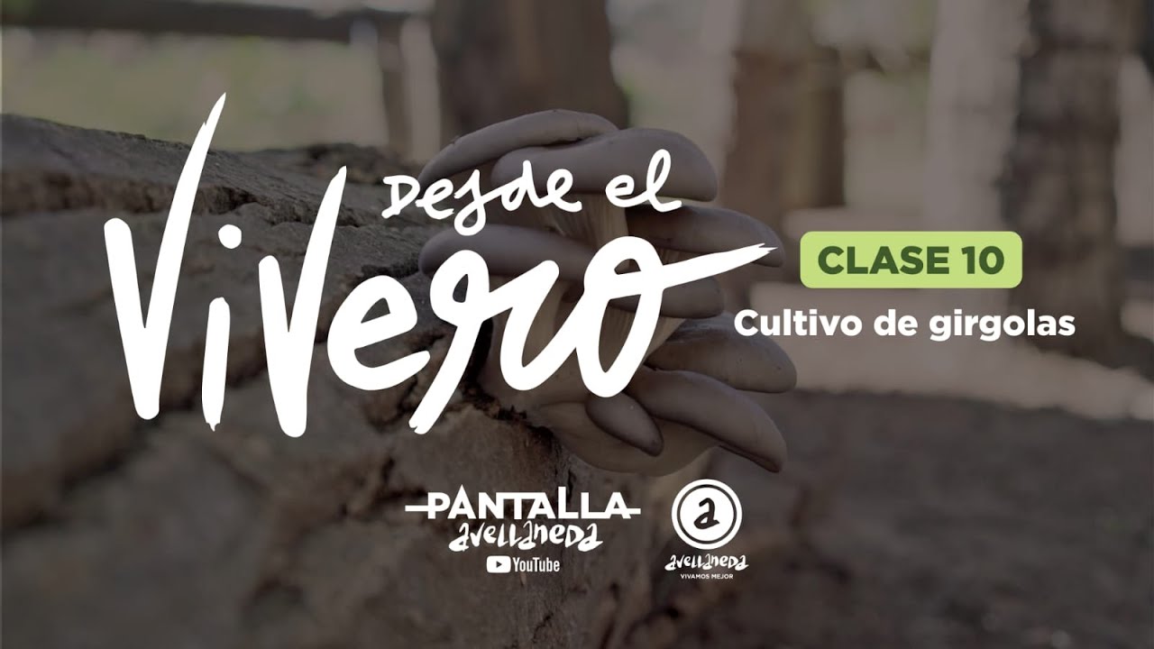DESDE EL VIVERO. Clase 10: El cultivo de gírgolas.