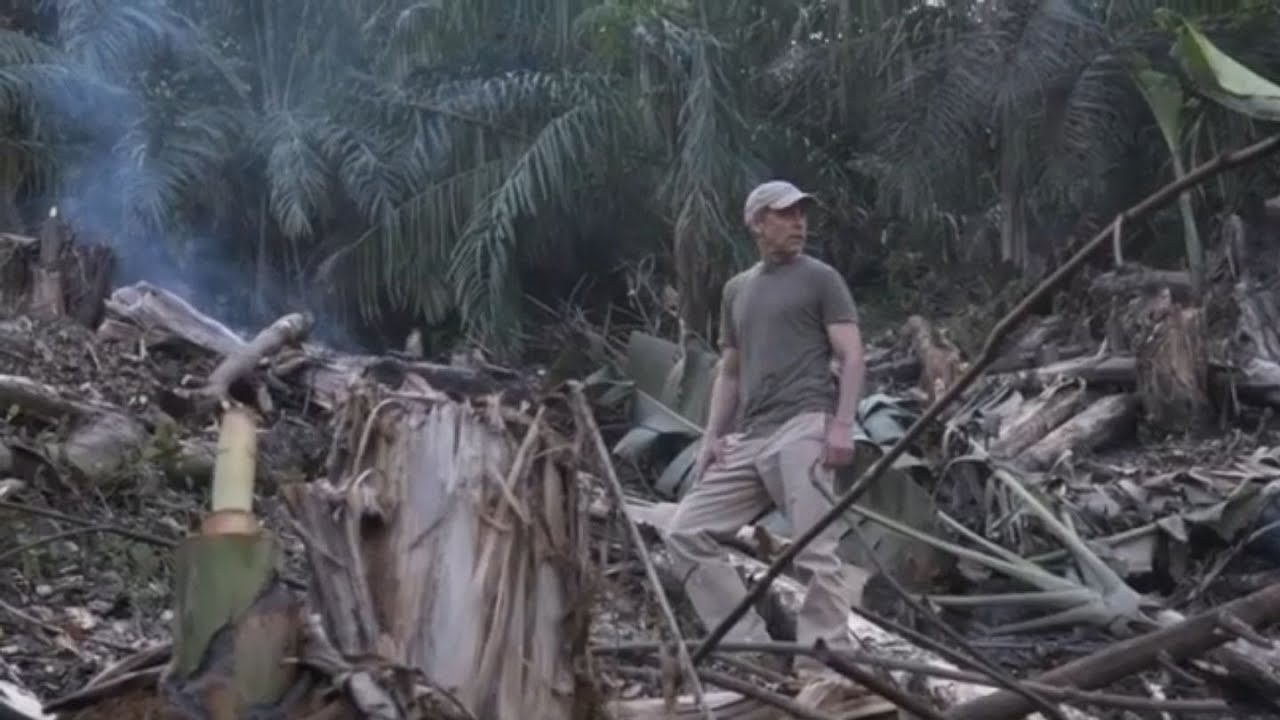 SC Johnson: Illegal rainforest deforestation is damaging to the ecosystem