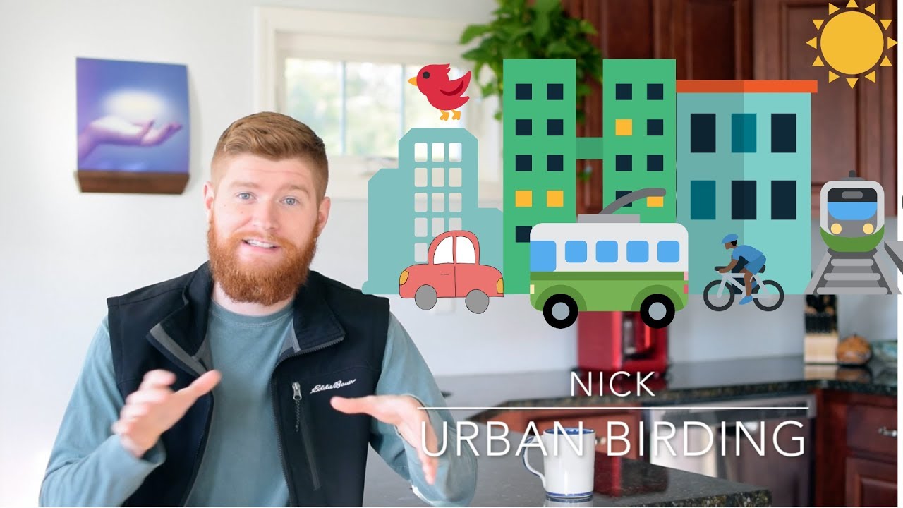 Urban Birding?? Birds to look for in the city!
