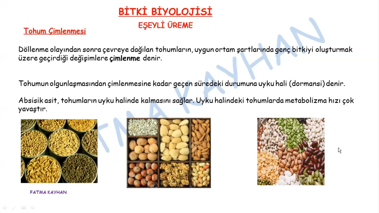 BİTKİLERDE EŞEYLİ ÜREME 4 TOHUMUN YAPISI VE TOHUMUN ÇİMLENMESİ