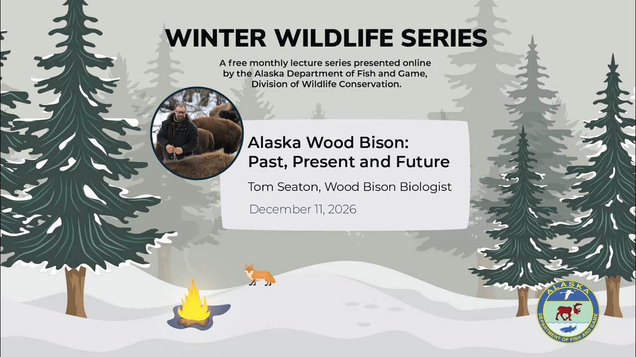 Winter Wildlife Series: Alaska's Wild Wood Bison with Tom Seaton