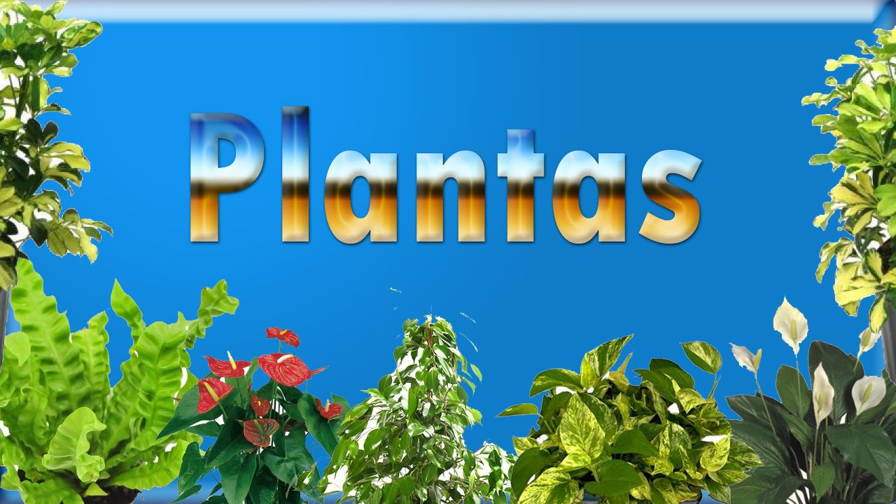 ¿Que plantas meter en los terrarios?