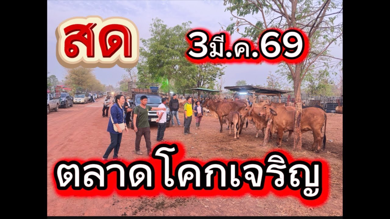 ชมบรรยากาศตลาดนัดโคกระบือโคกเจริญ อ.สว่าง จ.สกลนคร #ราคาวัววันนี้ 3/3/69