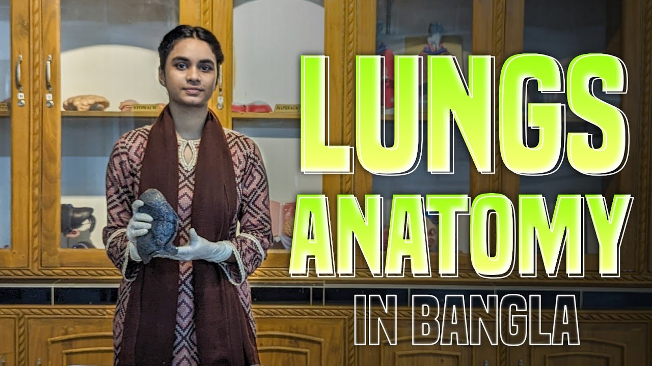 Lungs anatomy in bangla || Gross anatomy, histology, embryology, blood supply