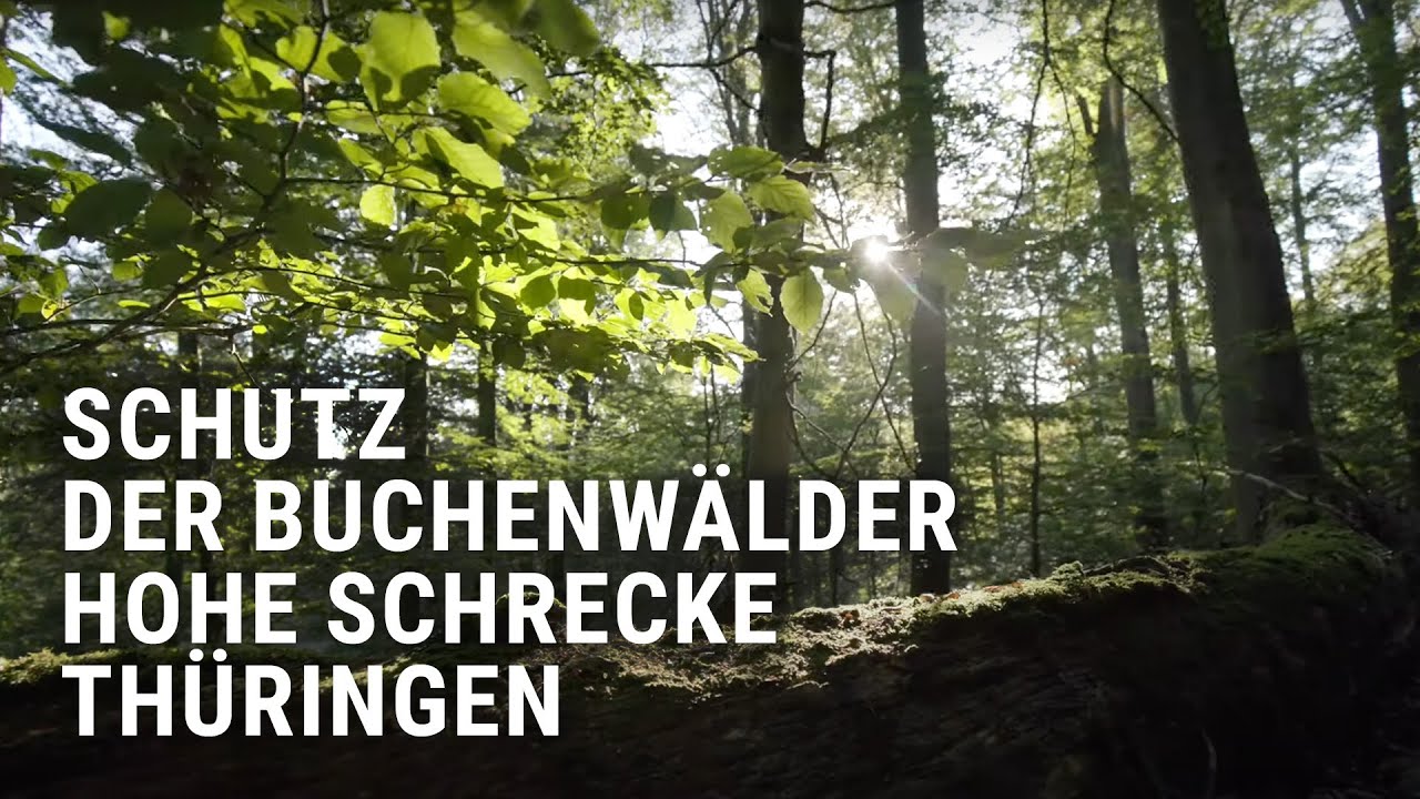 Schutz der Buchenw&auml;lder in der Hohe Schrecke