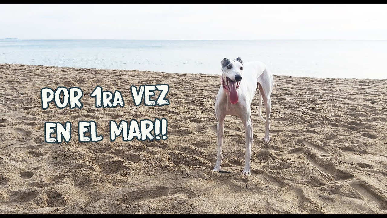 SOLTANDO A MI GALGO EN LA PLAYA!!!