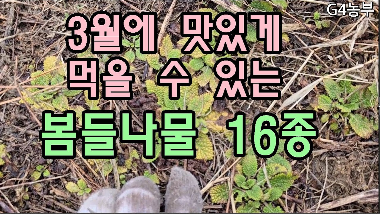 3월에먹을수있는 봄들나물 16종 밭둑논둑들나물소개 산야초