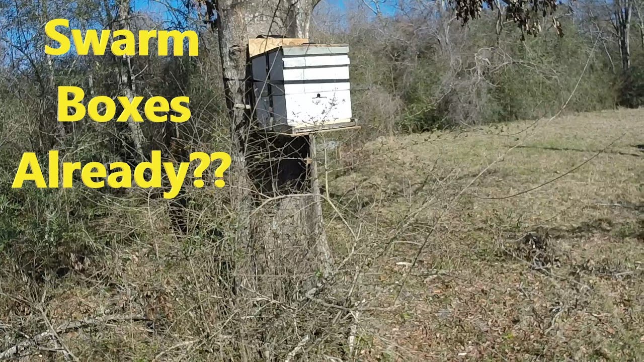 Swarm Trapping - How I Set My Boxes