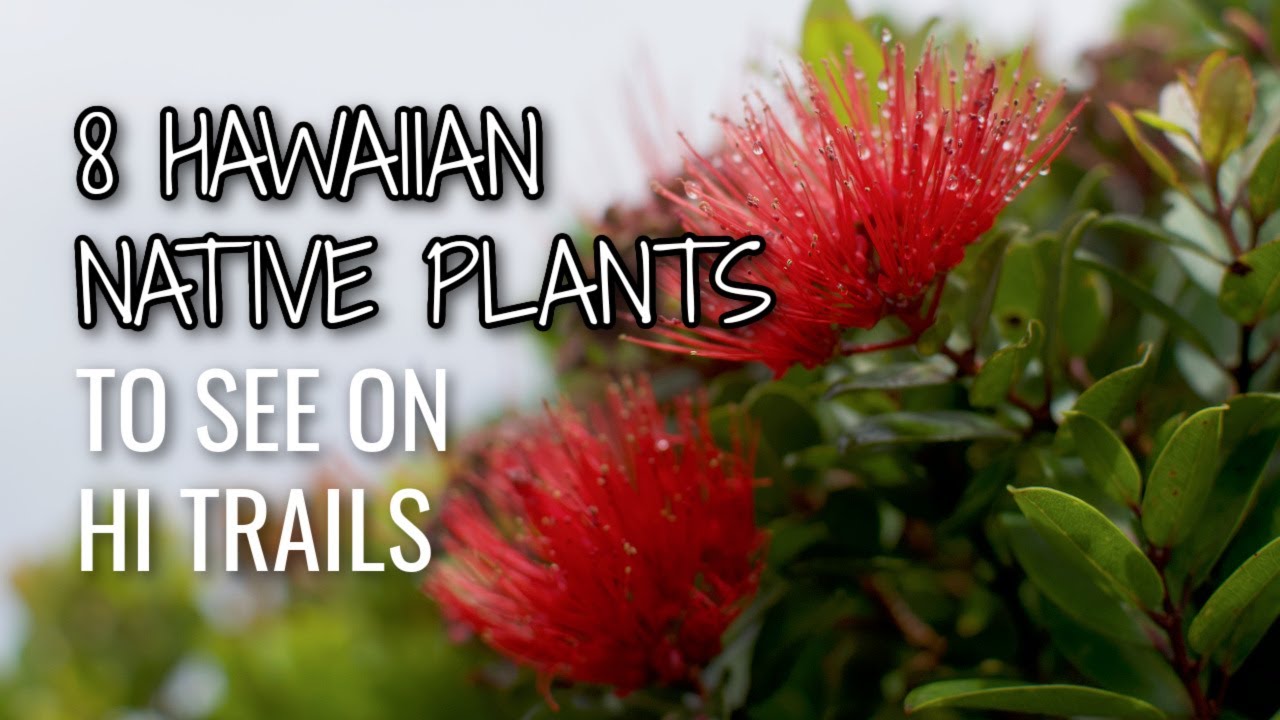 8 common Hawaiian native plants on Hawaii's hikes | Oahu Hawaii