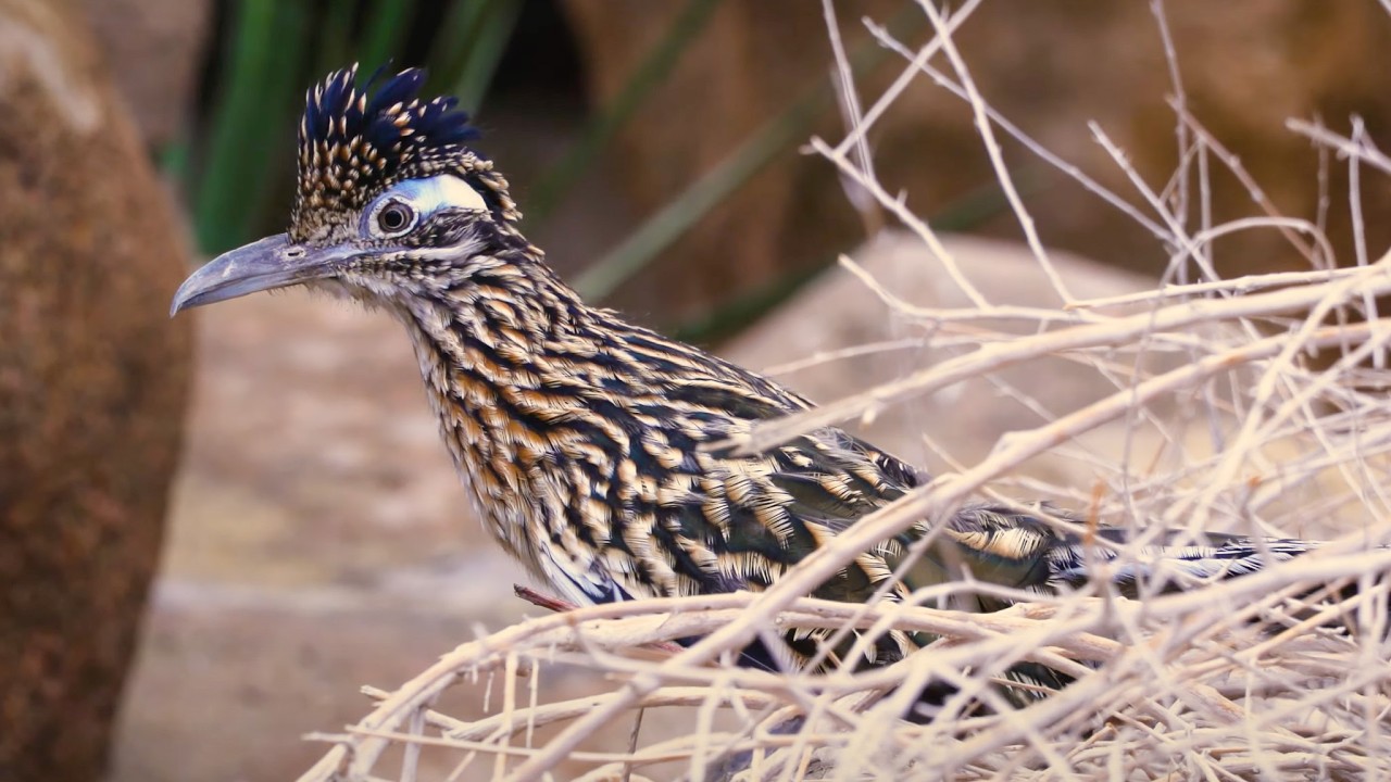 Renkoekoeken broeden ei uit van andere vogel