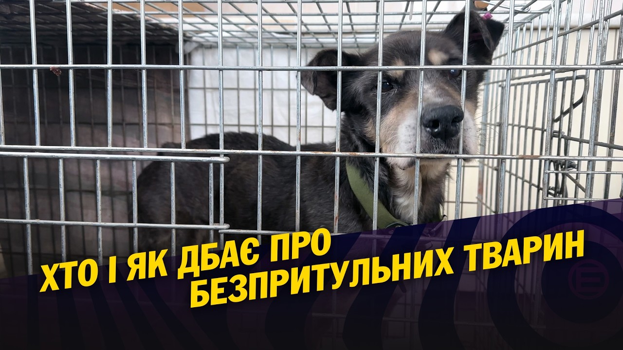 Що відбувається в Кривому Розі з безпритульними тваринами?