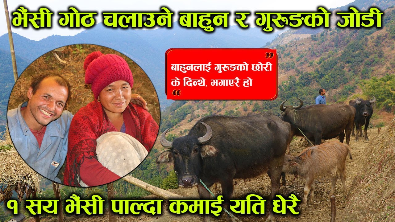 भैंसी गोठ चलाउने बाहुन–गुरुङको जोडी, एक सय भैंसी पाल्दा यति धेरै फाइदा ! │Nepal Chitra