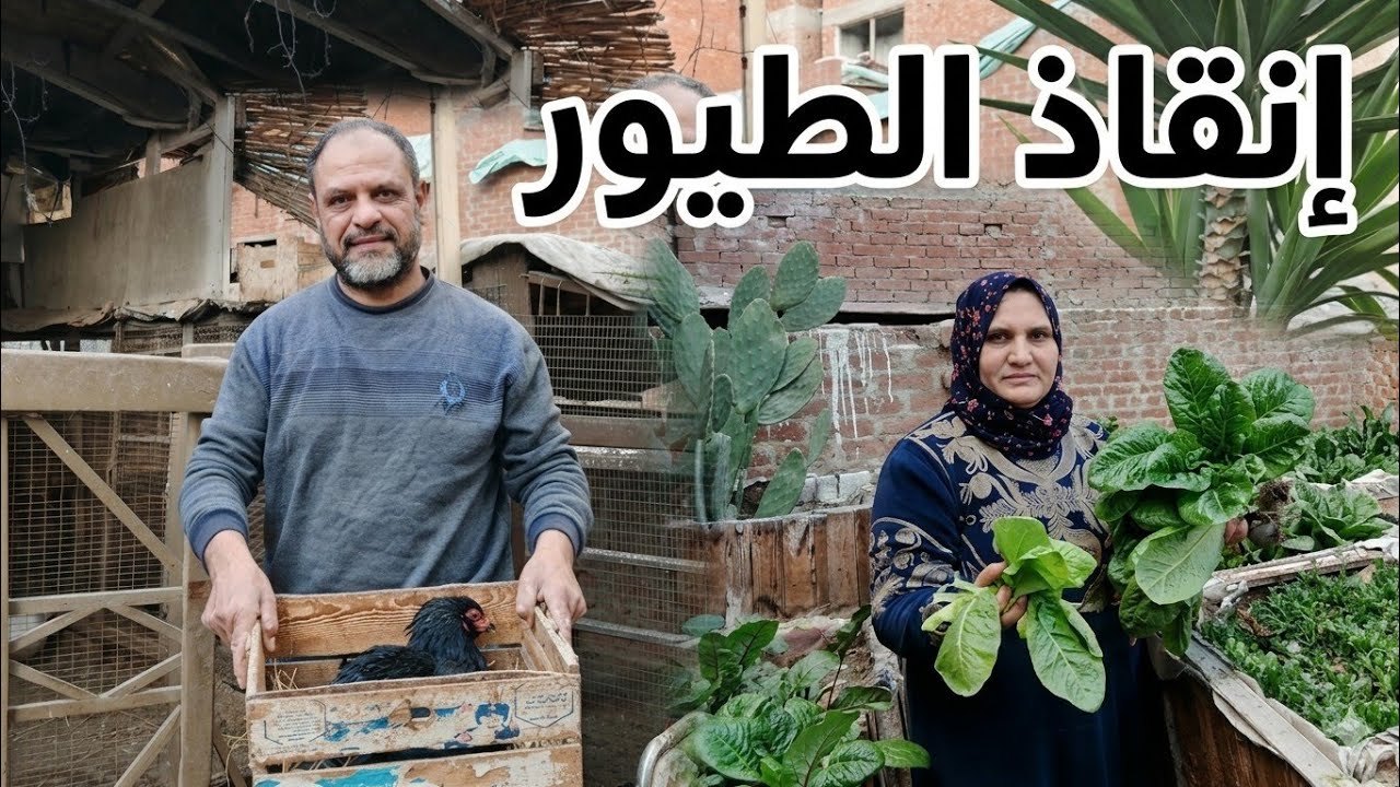 نقل الدجاج الفيتنامى والدجاج الهندى وجمع احلى خضار من على السطح