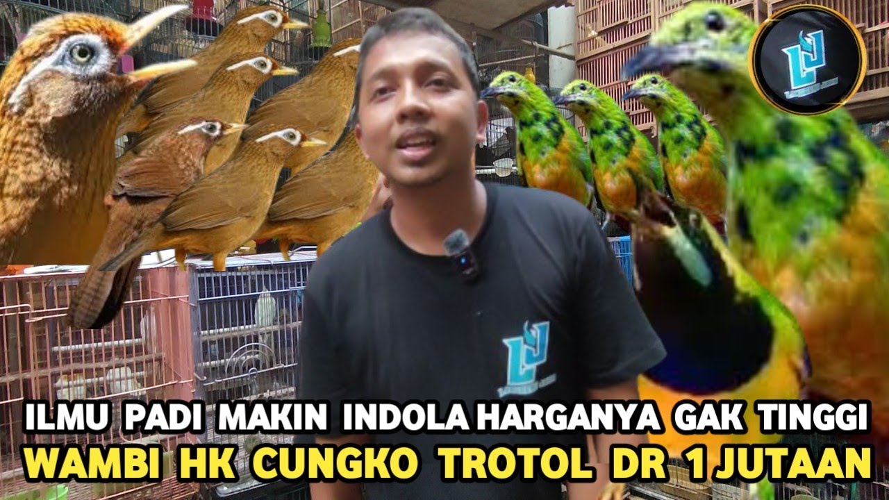 TURUNYA HARGA BURUNG IMPOR WAMBI HK 1 JUTA CUNGKO TROTOL 1 JUTA DI PASAR BURUNG PRAMUKA
