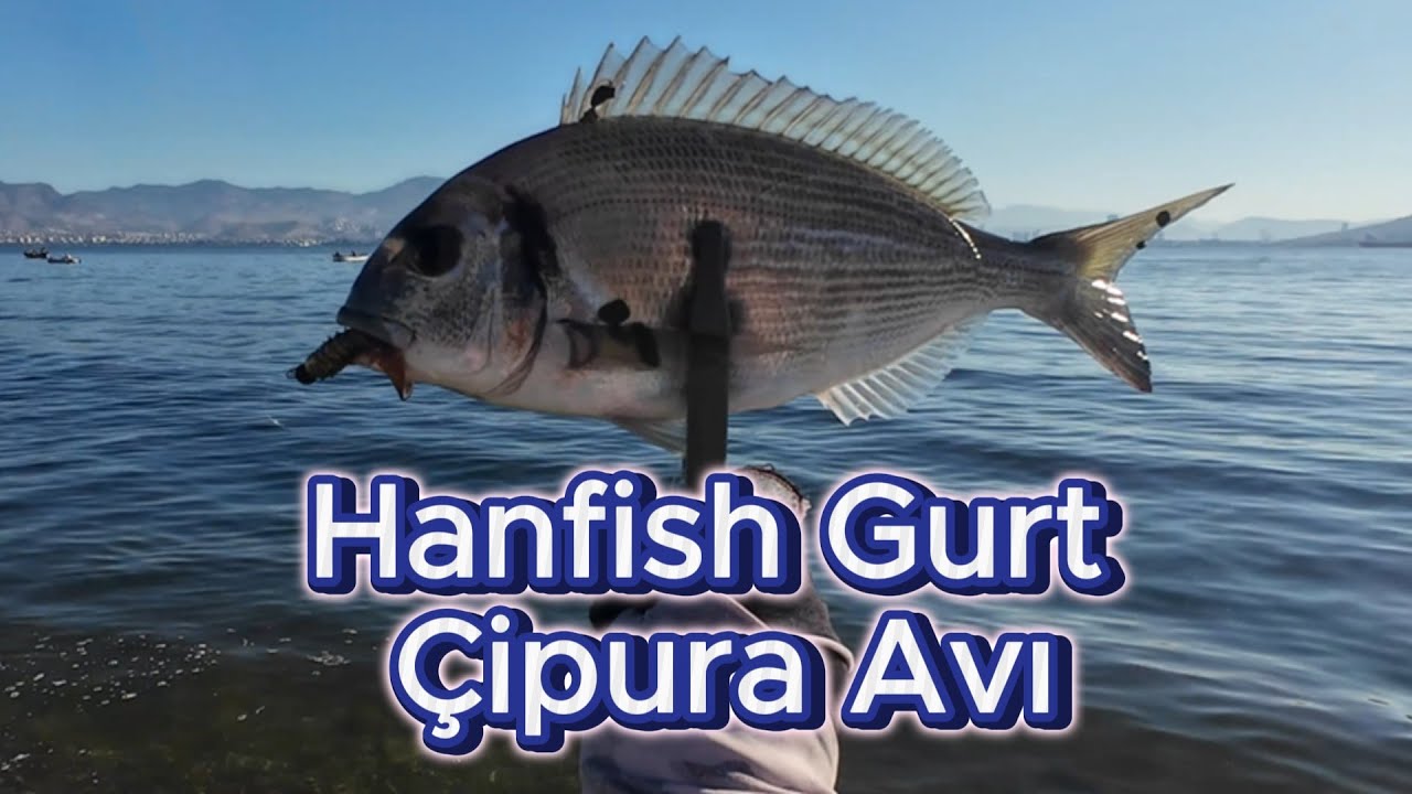 Hanfish Gurt İle Çipura Avı