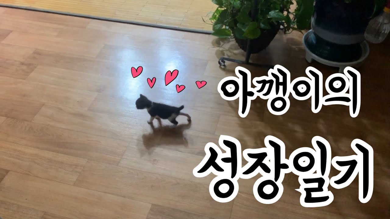 냥줍 11일차!🐈 아깽이 성장일기!! 초보집사의 냥줍일기❤아깽이의 브이로그❤VLOG