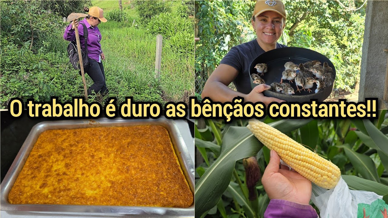 ANGOLINHAS PICANDO/CARPI E TIREI LEITE+1ª COLHEITA DE MILHO👏BOLO DE MILHO FÁCIL. 