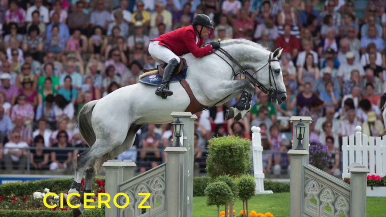 Zangersheide Stallions 2017