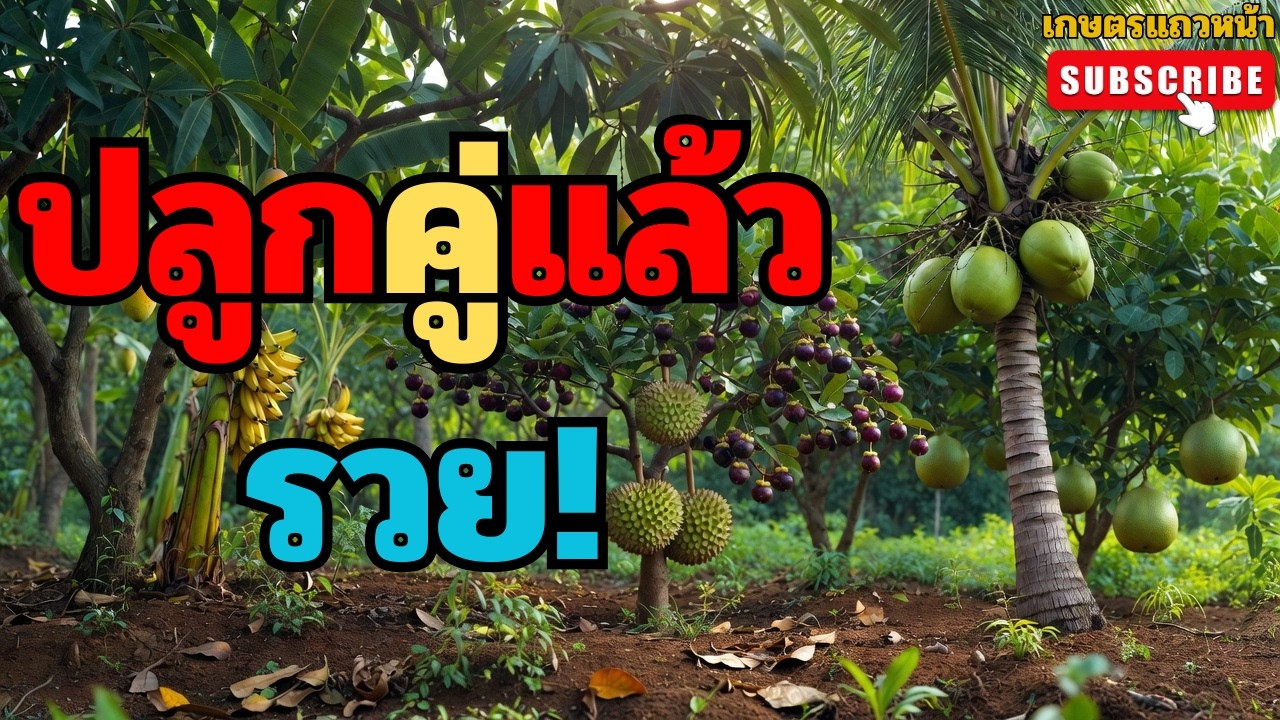 “ผลไม้ 5 คู่ที่ควรปลูกด้วยกัน เกษตรกรมืออาชีพใช้จริง สวนโตไว รายได้เพิ่ม”