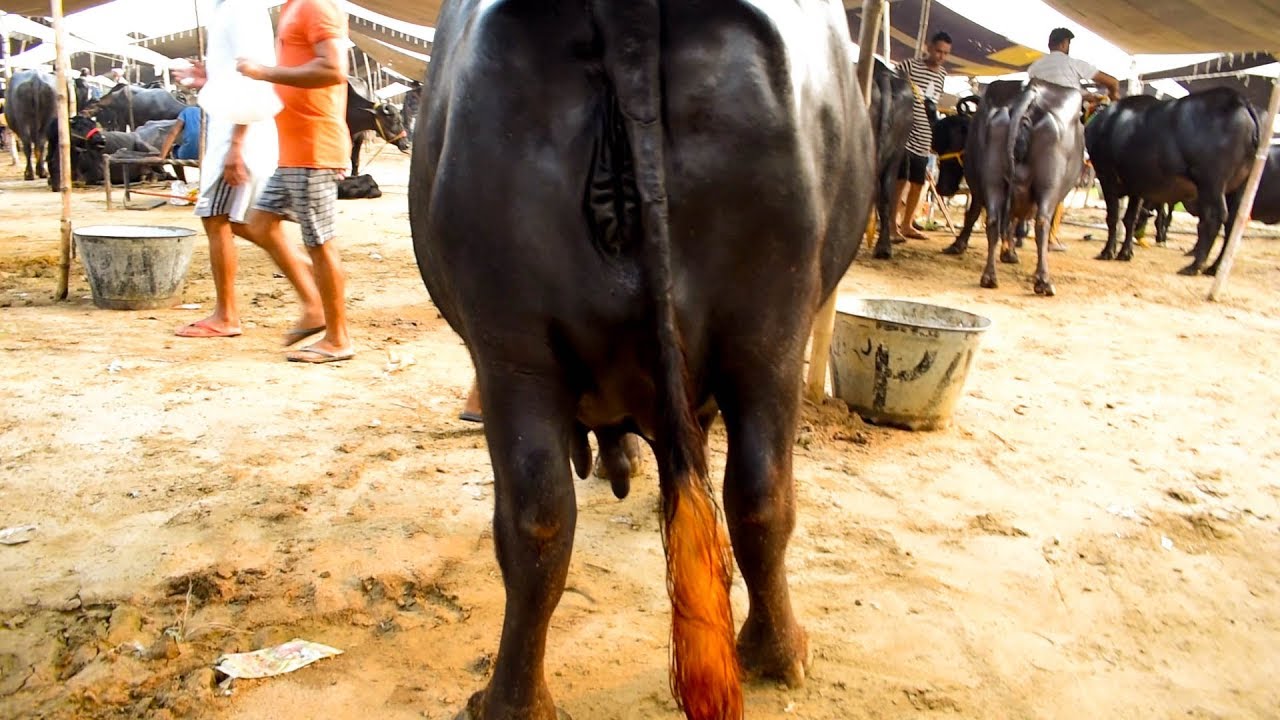 Heavy Milker Murrah Buffalo with 20 liter milk per day