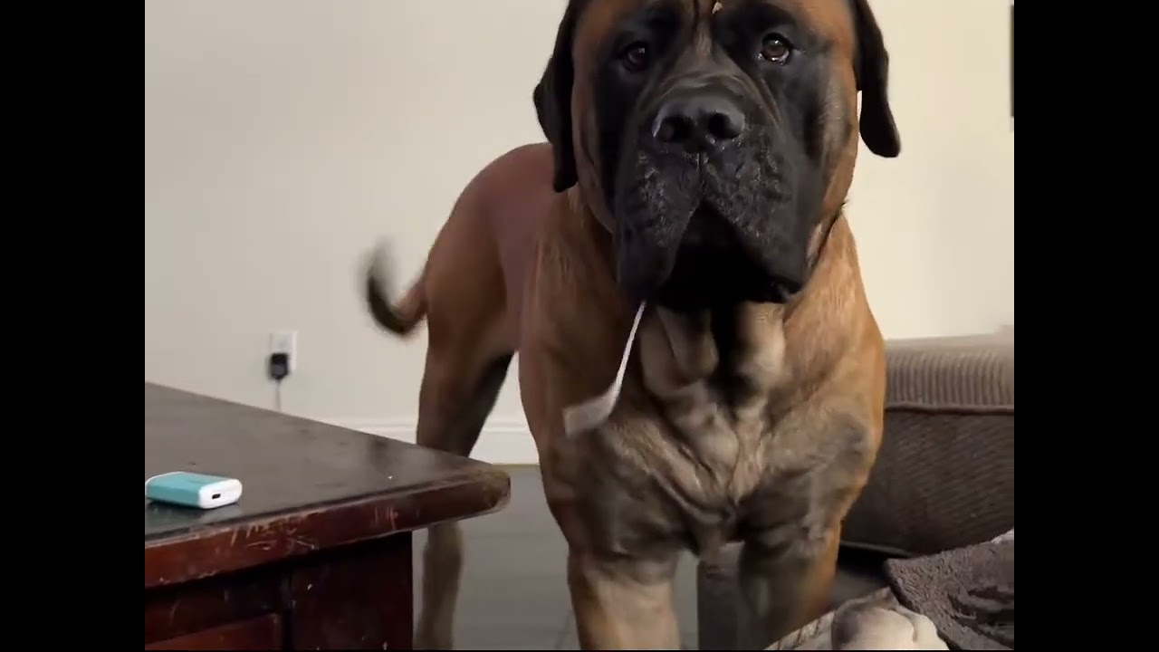 Боузер — задира? #fyp #funnydogvideos #mastiffs #fit #dogsoftiktok