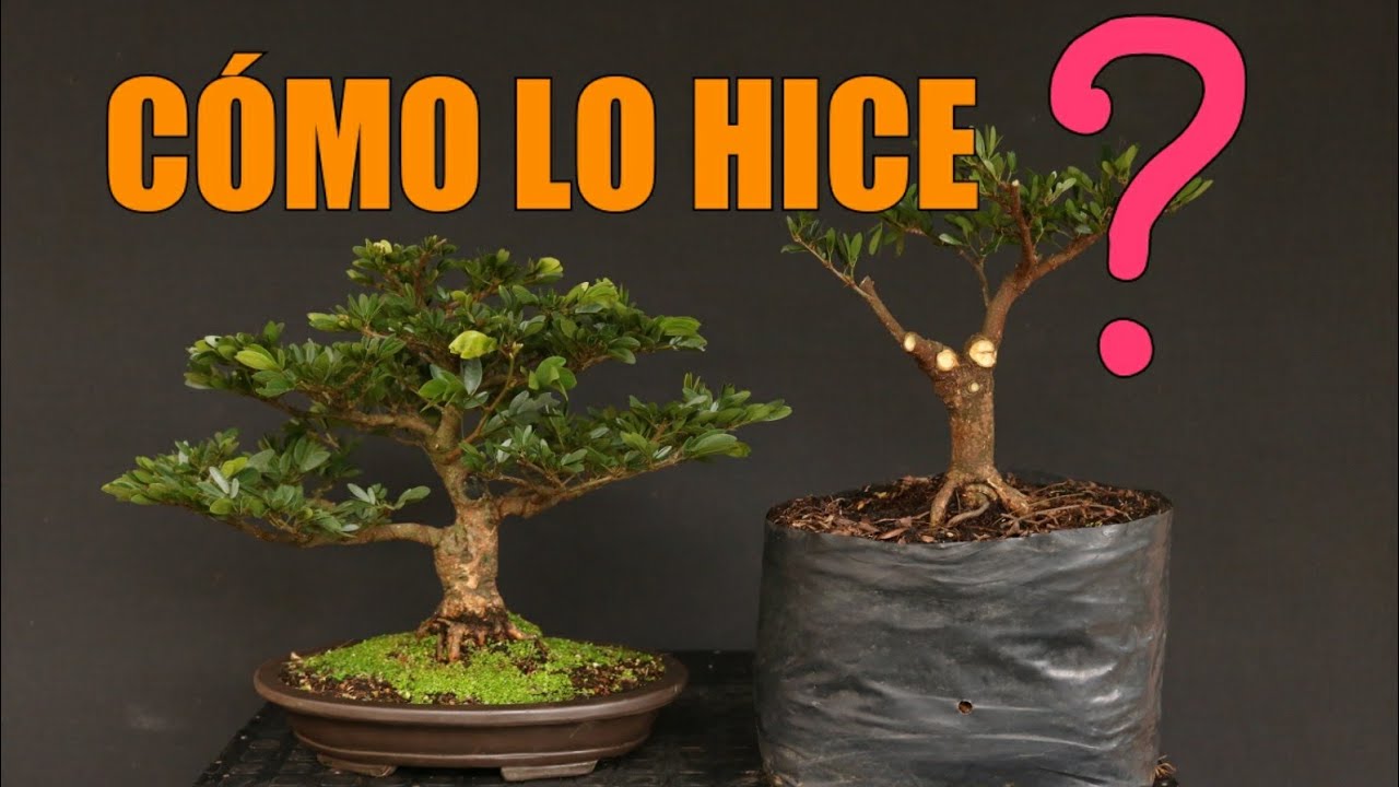 Poda en Árboles de vivero_ Calliandra o carbonero desde Cero